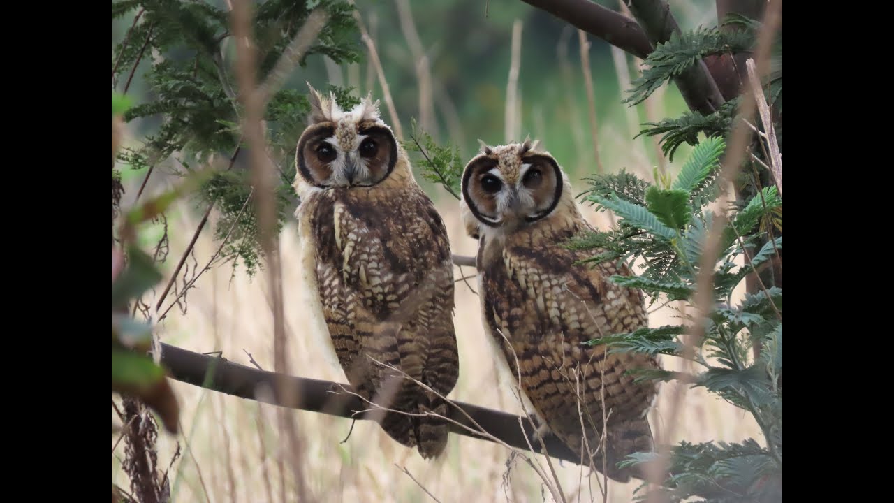 Una explosión de aves en la reserva Thomas van der Hammen
