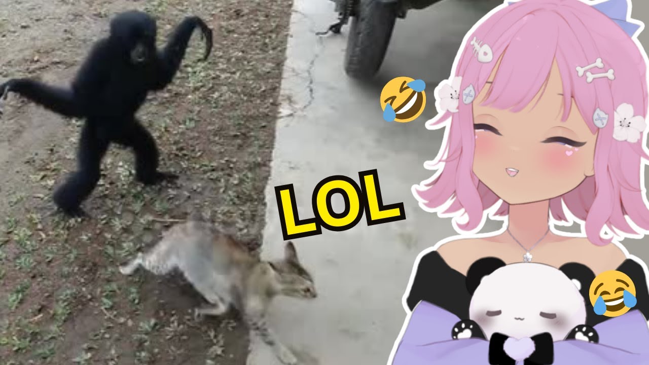FUNNIEST ANIMAL ON THE PLANET 😭 | Casual Geographic React