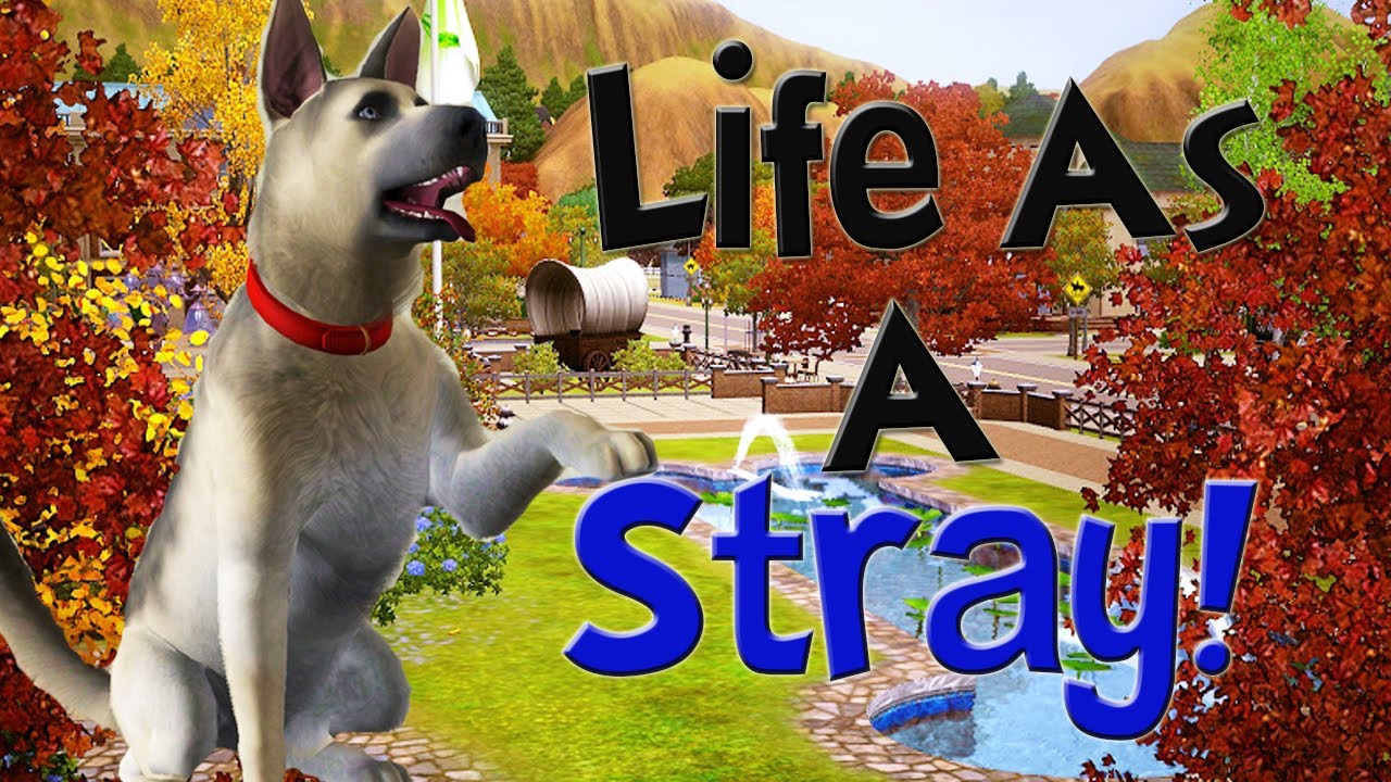 Let's Play The Sims 3 Life As A Stray! Part 1! (A Friend??)