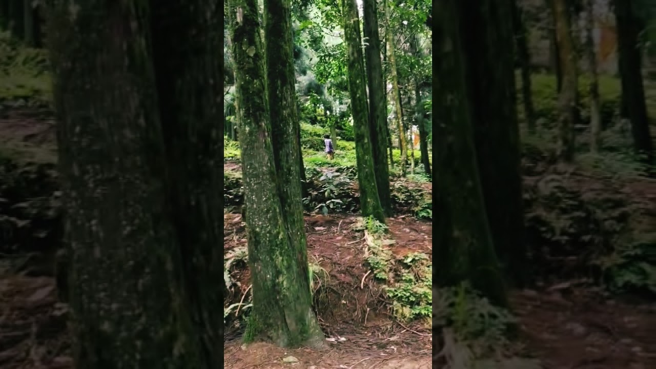 #pine
