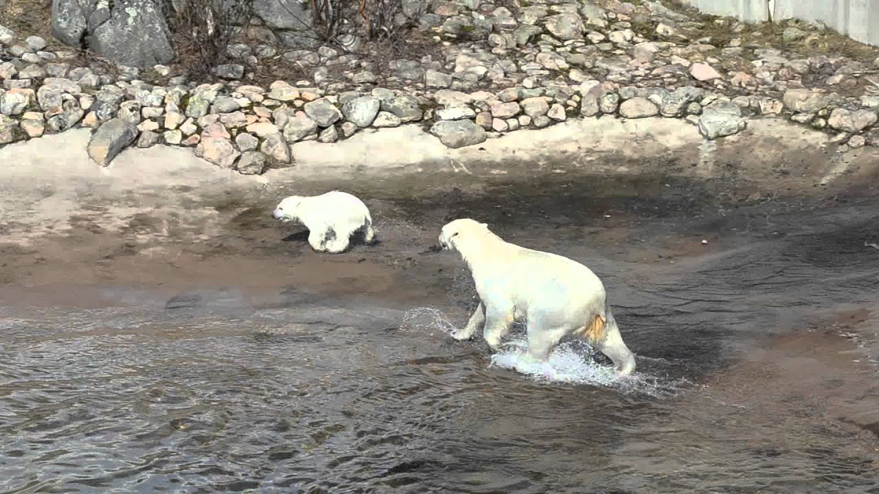 Ranuan j&auml;&auml;karhun uintiharjoitukset / Polar bear cub playing in Ranua, Finland.