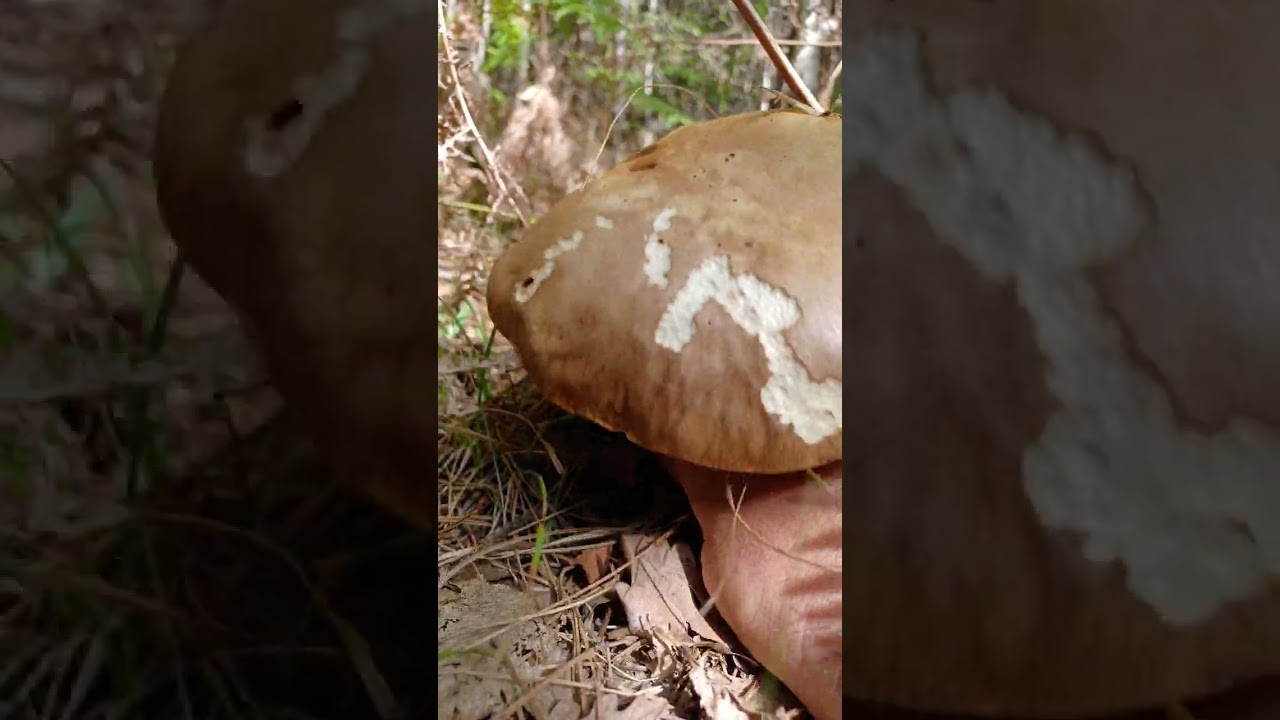 boletus edulis funghi