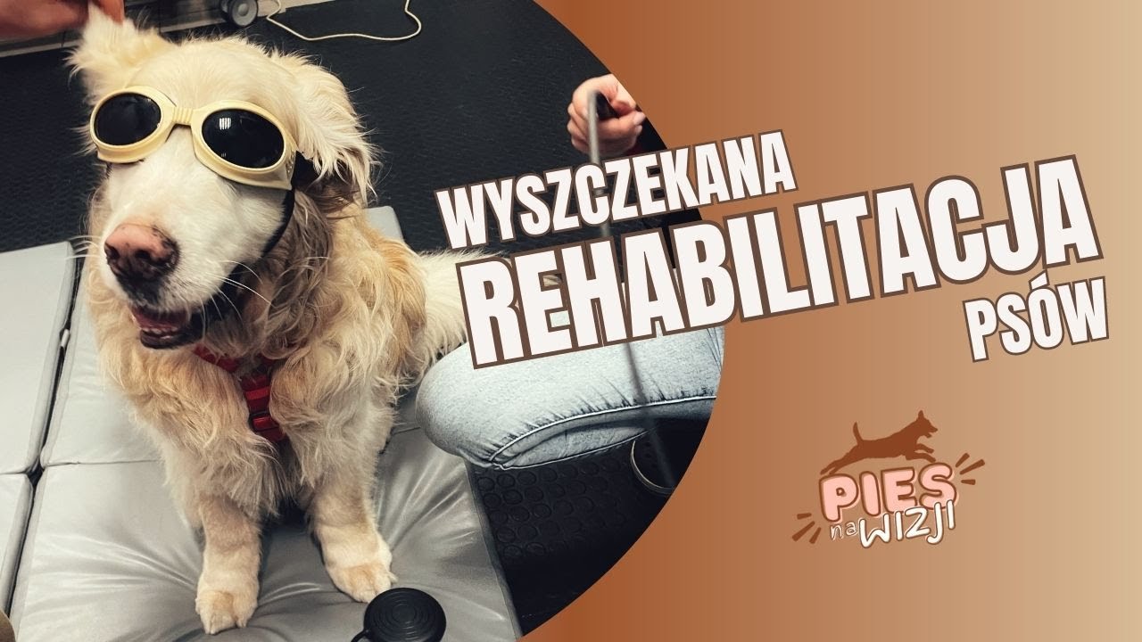 PNW#4 Wyszczekana Rehabilitacja Psów. Jak masować psa w domu? Hydroterapia i laseroterapia psów.