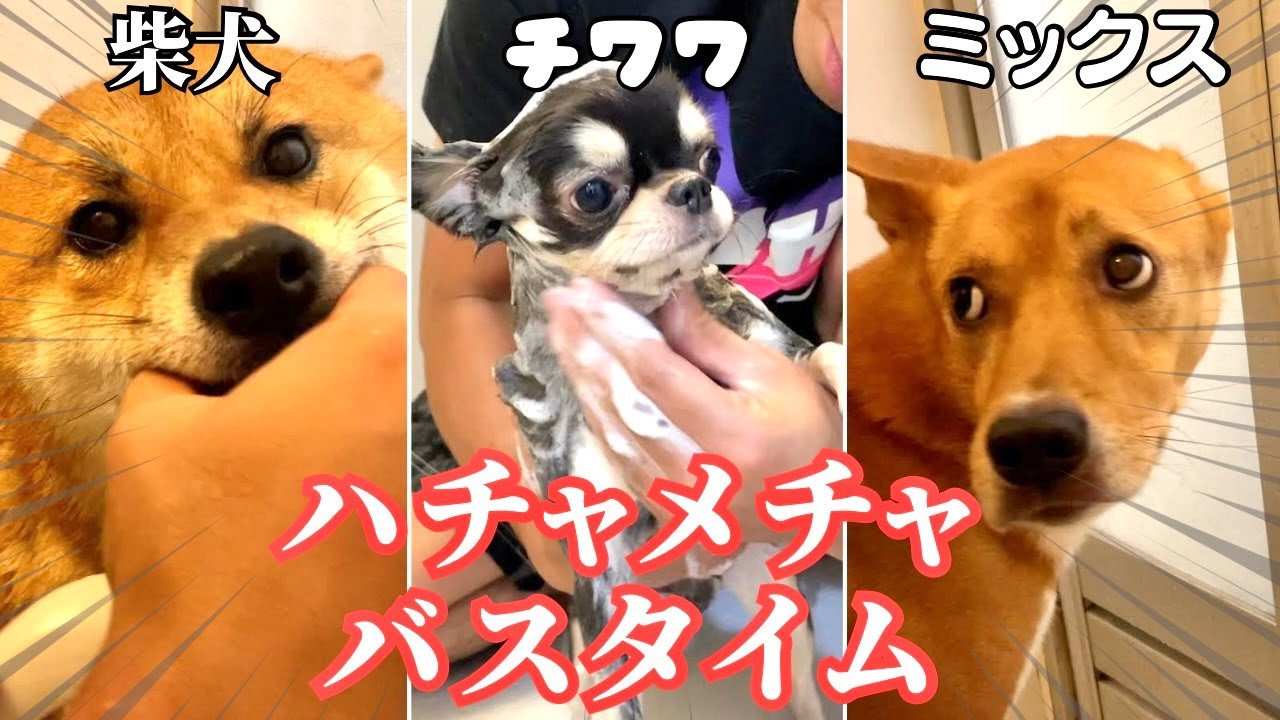 【大暴れ】多頭飼いのシャンプーは体力勝負