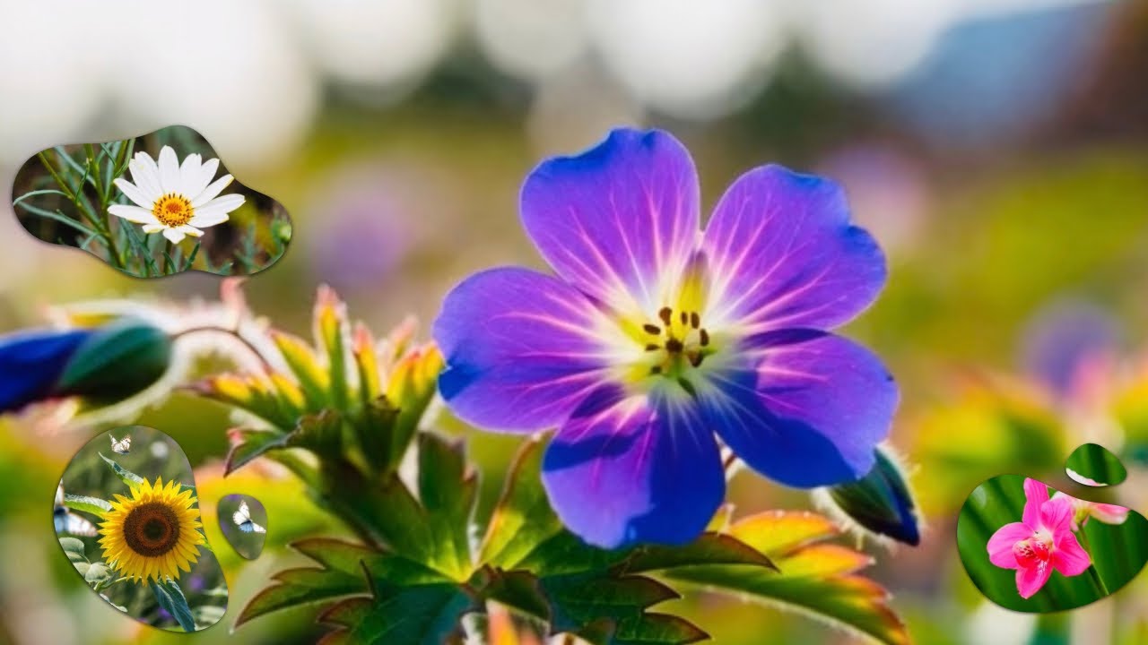 Beautiful flower Relaxing 🌺 🌿☘️