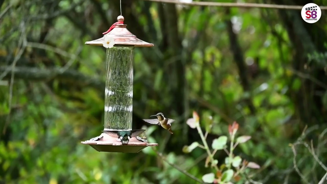Soft Nature Music with Birdsong for Relaxation & Peace