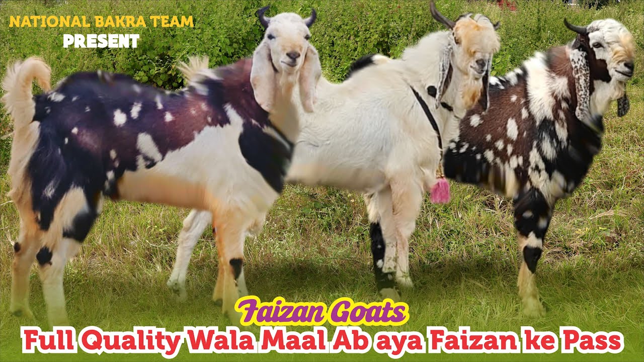 Full Quality Wale Maal Ab Aya Faizan Ke Pass At Faizan Goat&rsquo;s 