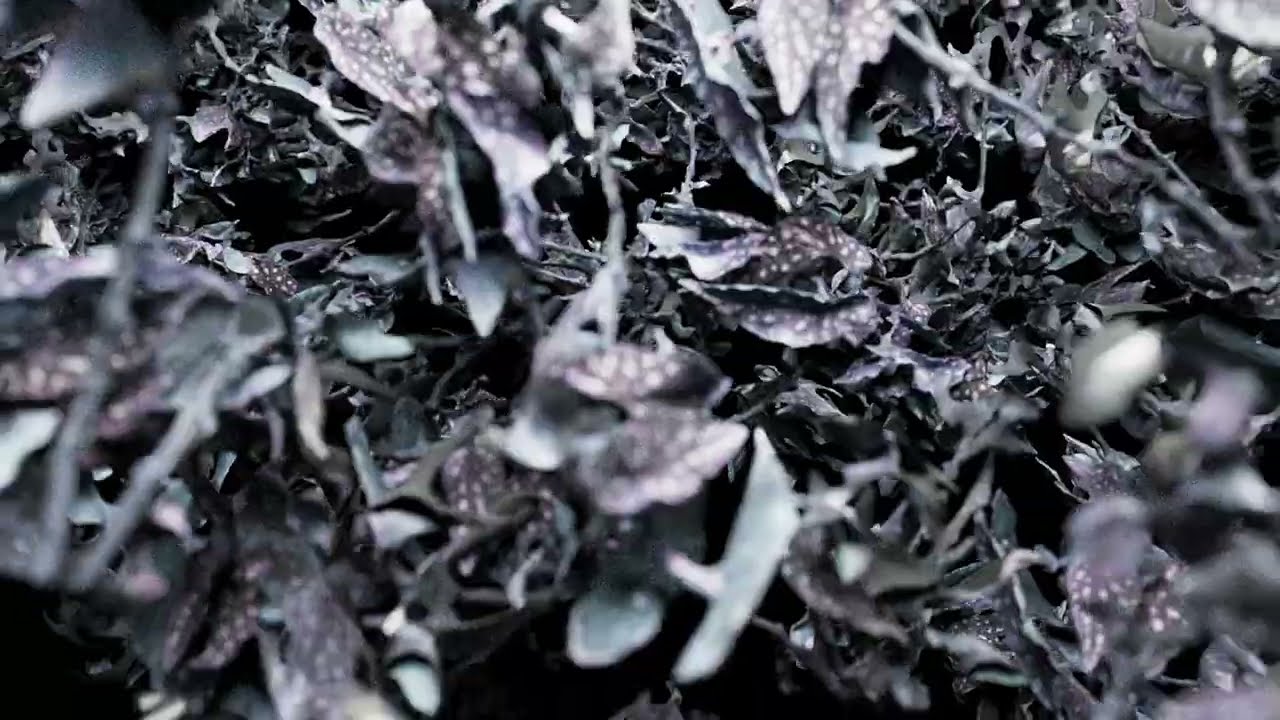 SCALER - Ravine (Official Visualiser)