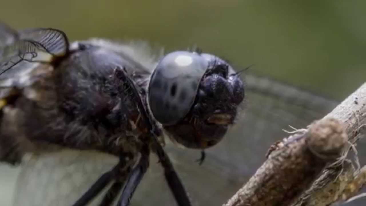 sigma 105mm macro test