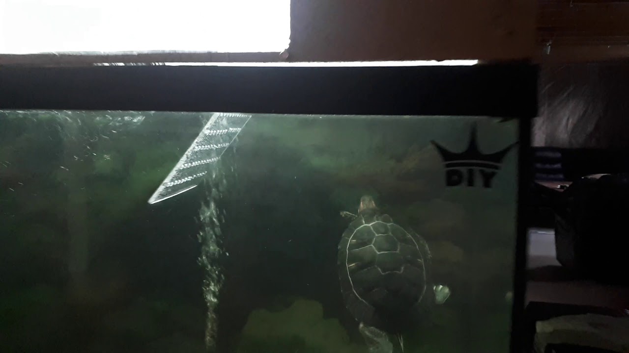 diy turtle topper