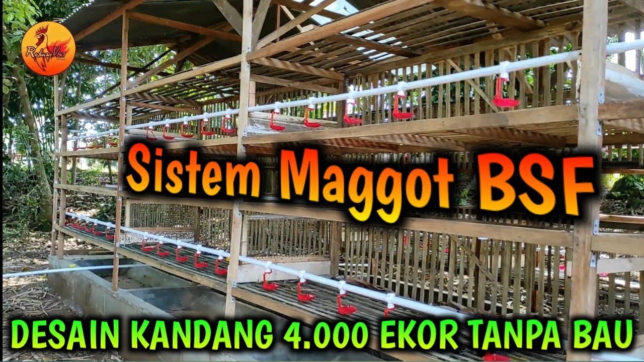 Pembuatan Desain Kandang Ayam Kapasitas 4.000 Ekor TANPA BAU Menggunakan MAGGOT BSF