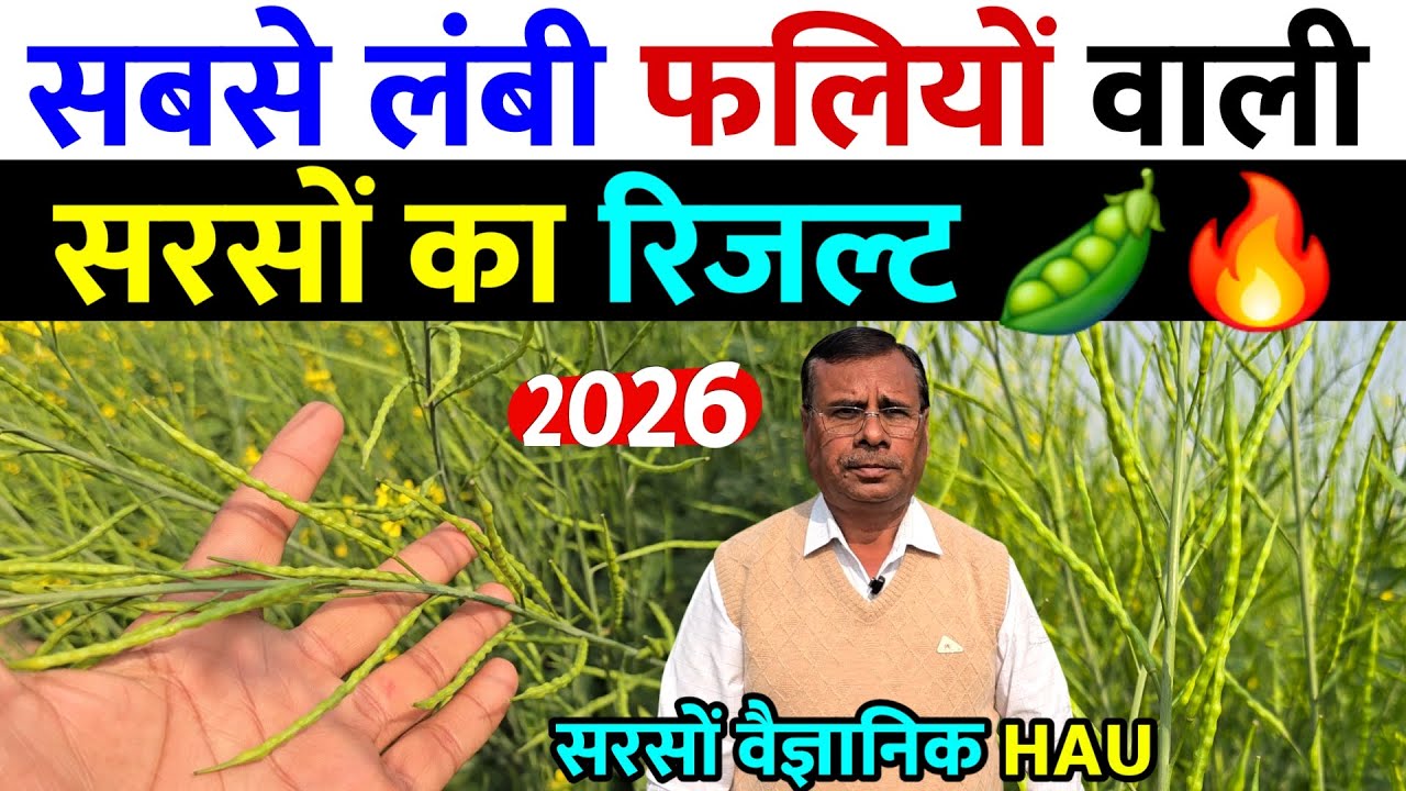 सबसे लंबी फलियों वाली सरसों का रिजल्ट 2026 | उत्पादन क्षमता 16 कुंटल प्रति एकड़ | Sarso Result 2026