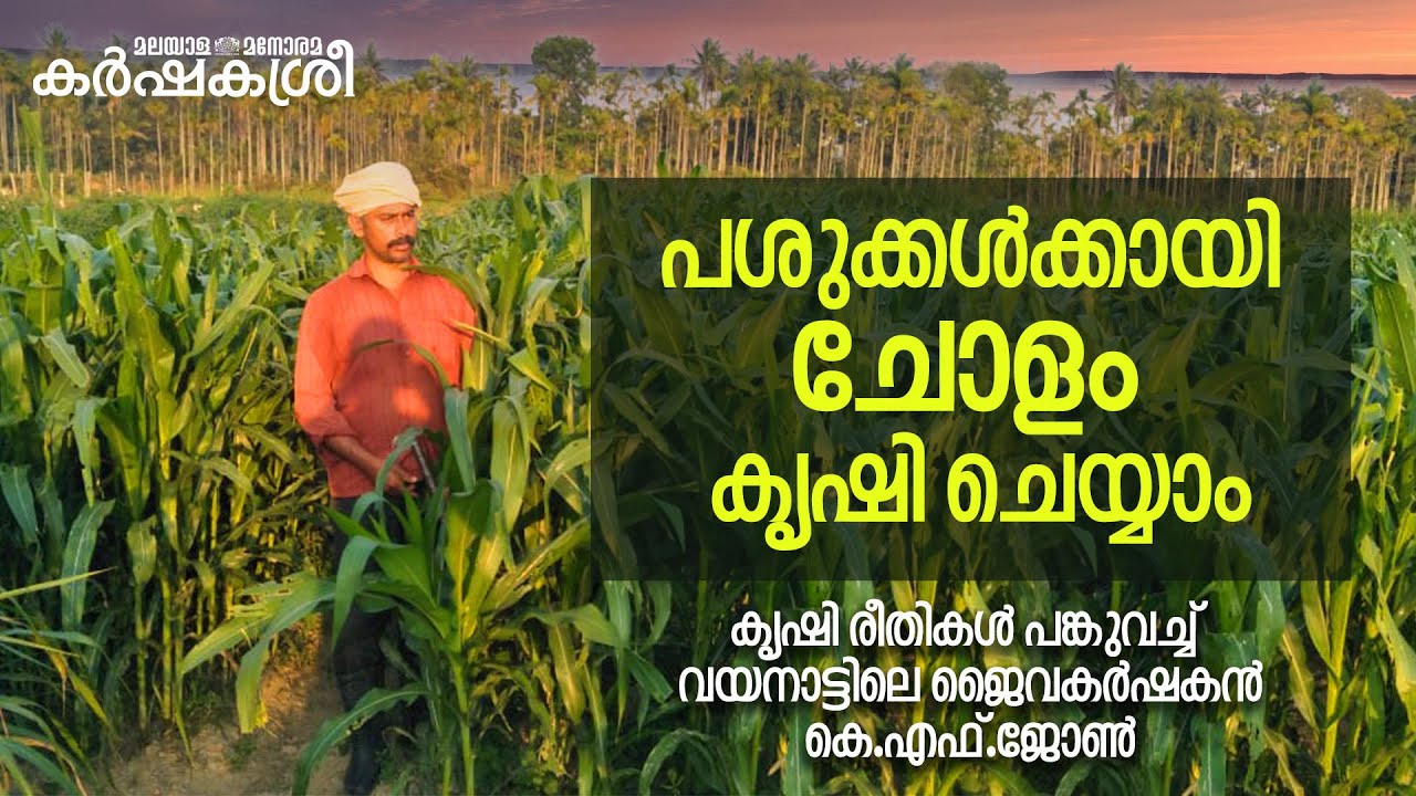 പശുക്കൾക്കായി ചോളം കൃഷി ചെയ്യാം | കൃഷി രീതികൾ പങ്കുവച്ച് വയനാട്ടിലെ ജൈവകർഷകൻ കെ.എഫ്.ജോൺ