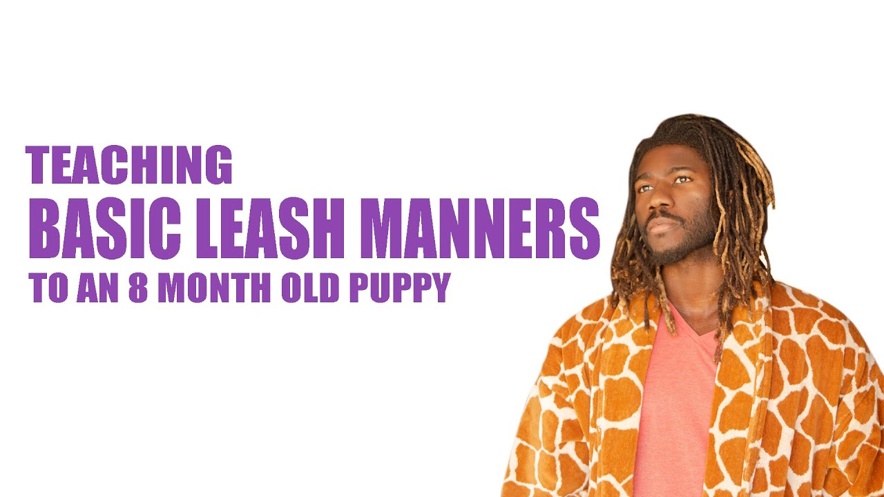 TEACHING BASIC LEASH MANNERS