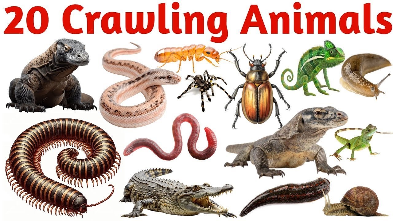रेंगने वाले जानवर सीखें बच्चों के लिए | Learn 20 Crawling Animal Names for Kids with Pictures