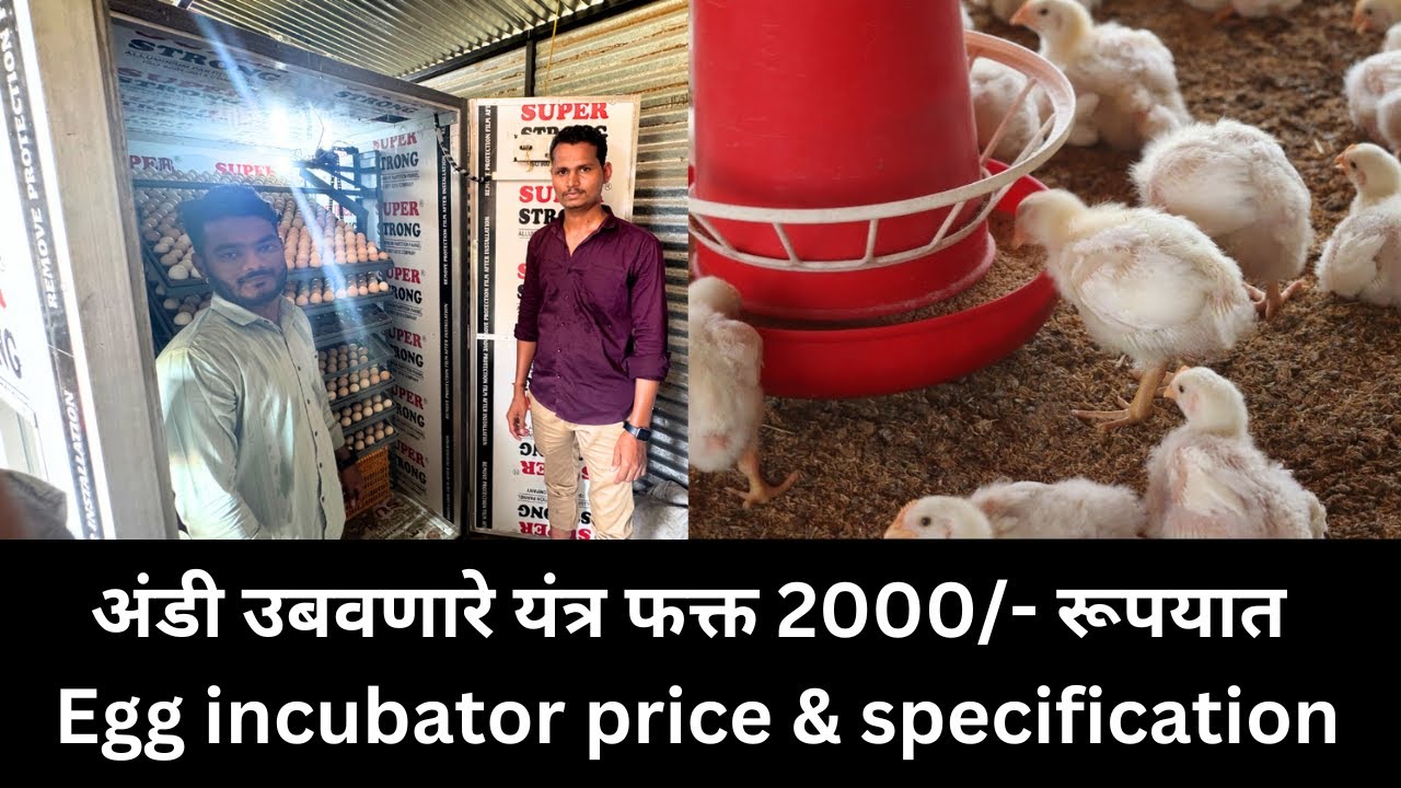अंडी उबवणारे यंत्र फक्त 2000/- रूपयात । Egg incubator price & specification । Great Maharashtra