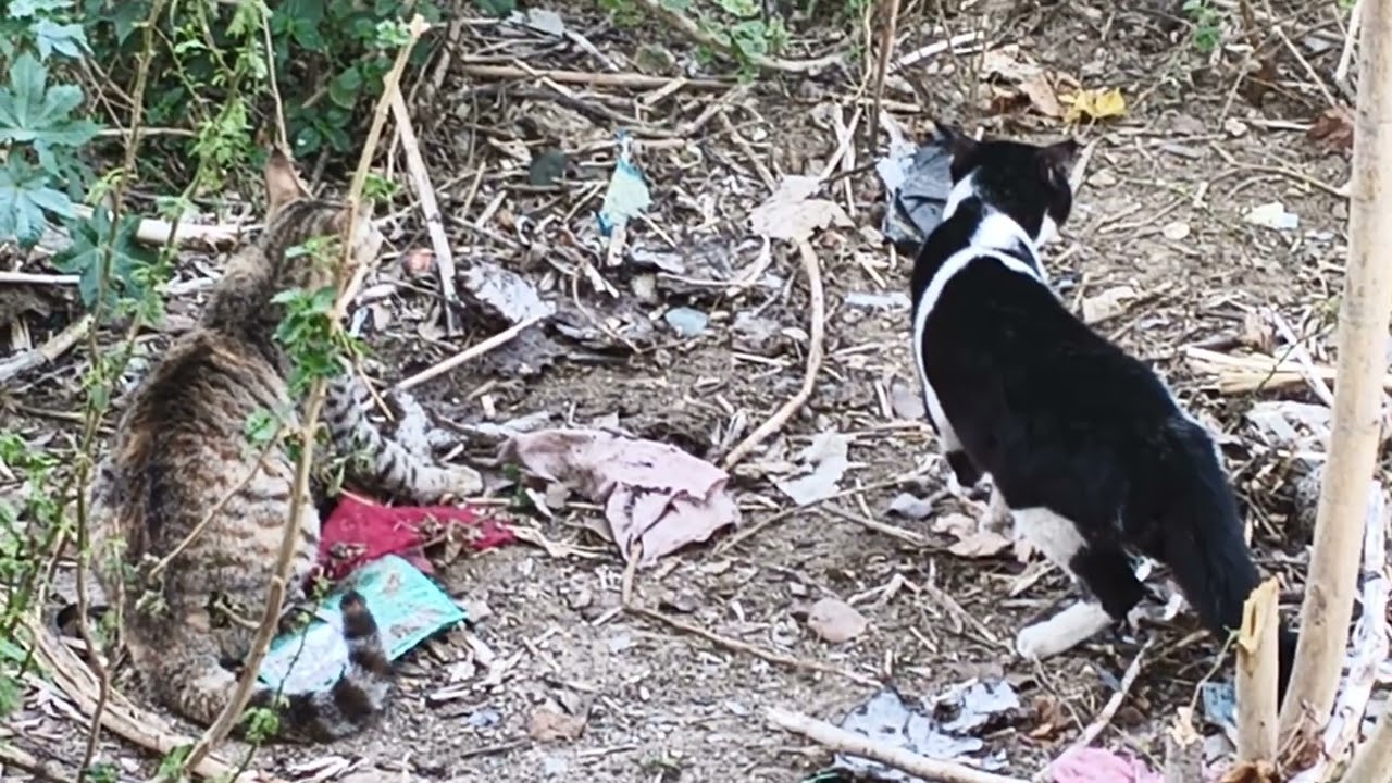 Cat fight 😡 | Real cat voice while fighting| #catfighting #viralshort #ytshorts #catvoice #cute 