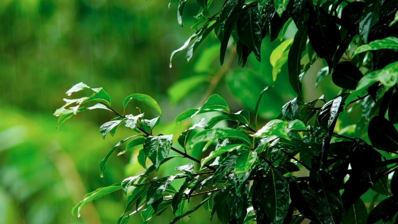 Lluvia Suave Para Dormir Sin Anuncios - Sonido de Lluvia Relajante para Meditación y Descanso