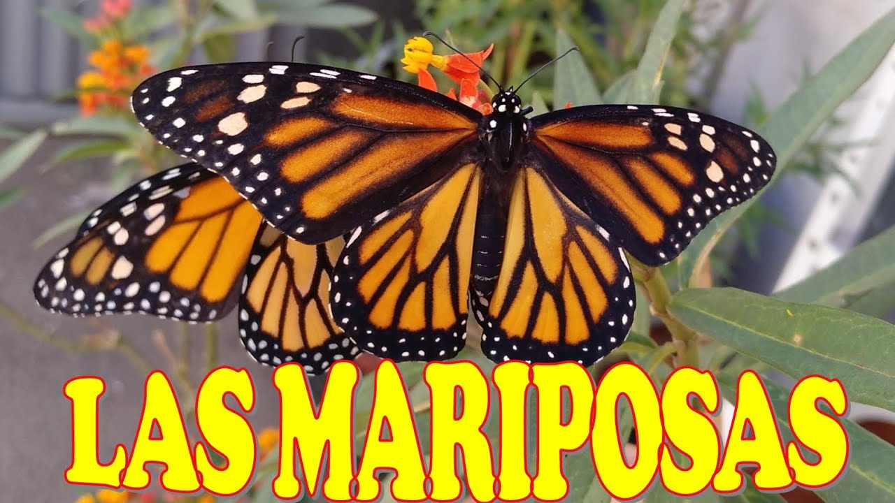 LAS MARIPOSAS (Qué son, Mariposa Monarca, Canarias) #jugaprendiendocontenderetekids