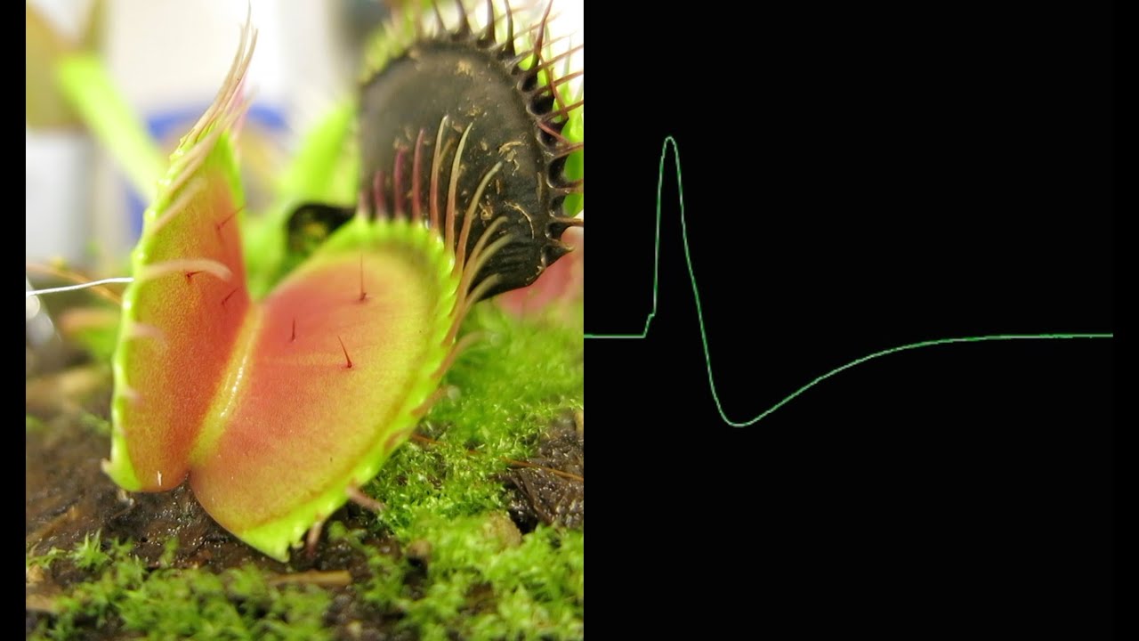 Action Potentials from Venus Fly Traps - Neuroscience Experiment
