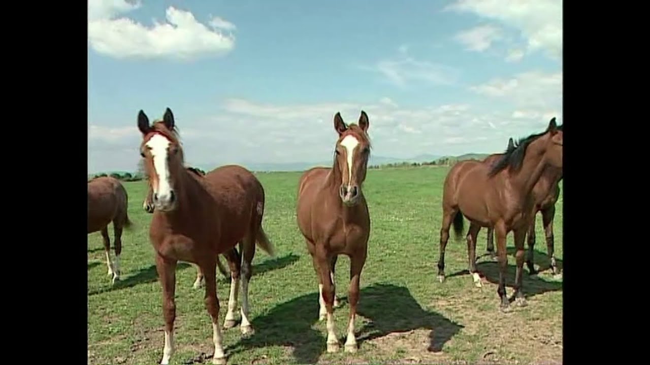 Centro Veterinario dell'Esercito Italiano