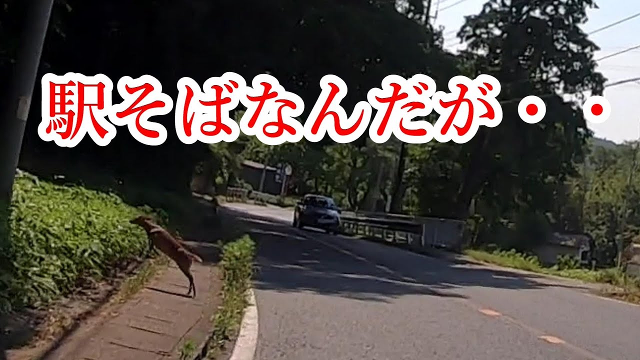 キョンとビスマルク！久留里鉄道完結編【千葉県君津市移住ガイド】