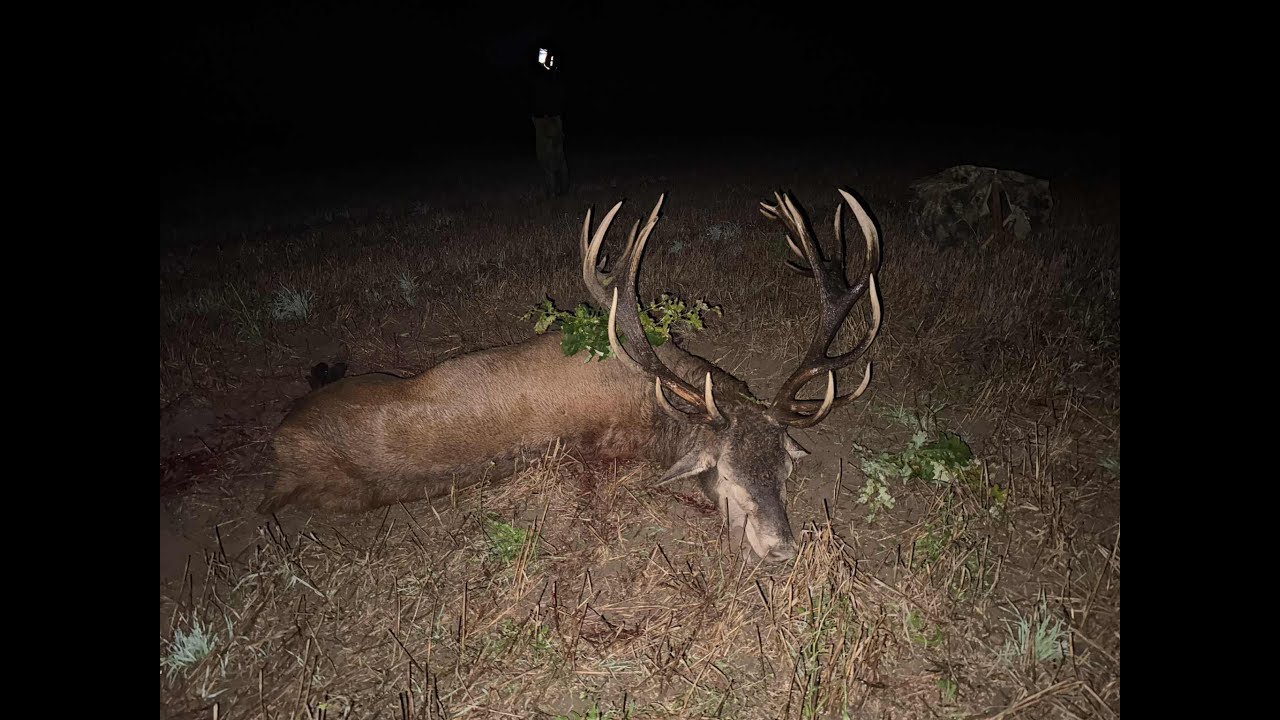 Red stag hunting in Poland. Huge 12,65 kg stag