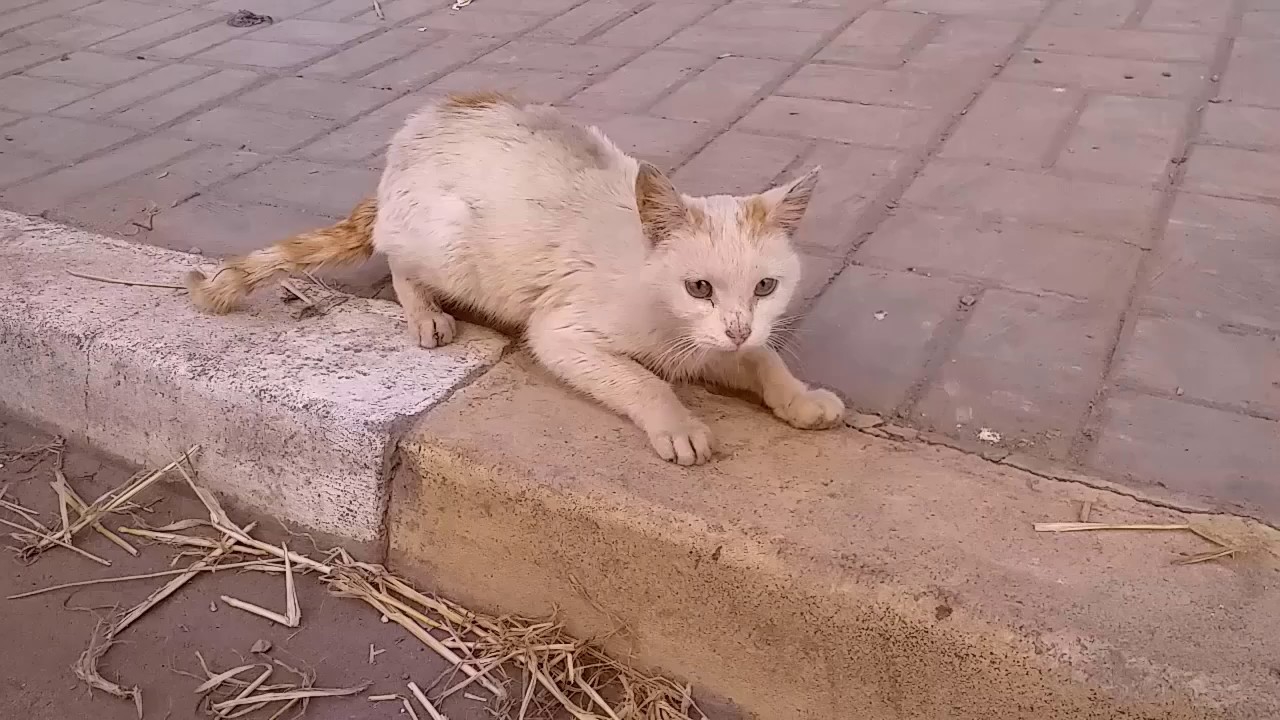 feeding a poor hungry street cat