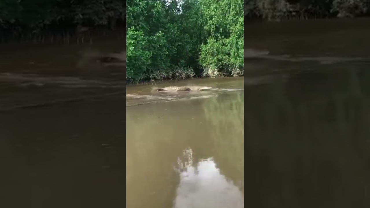 How fast can Alligator swim? 🐱&zwj;🐉🐊 #alligator #water #scary