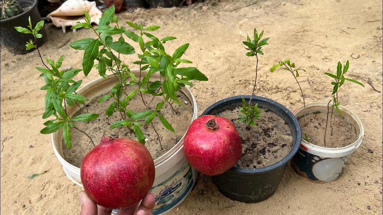 من بذور ثمرة رمان وحدة إزرع مئات الشتلات من أشجار الرمان المثمرة مجاناً وبدون أي مخسر 🌿🌱شاهد👌