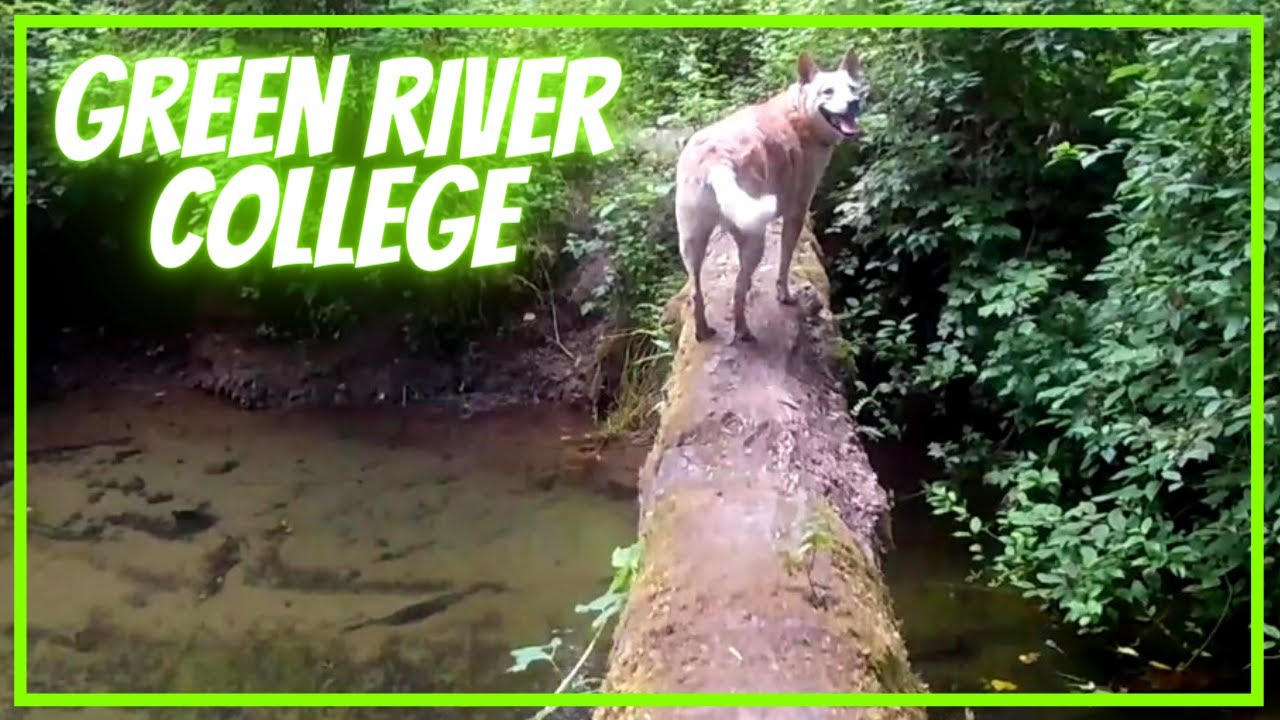 Relaxing Stroll Through the Woods Behind the Green River College in Auburn WA ~ Virtual forest tour!