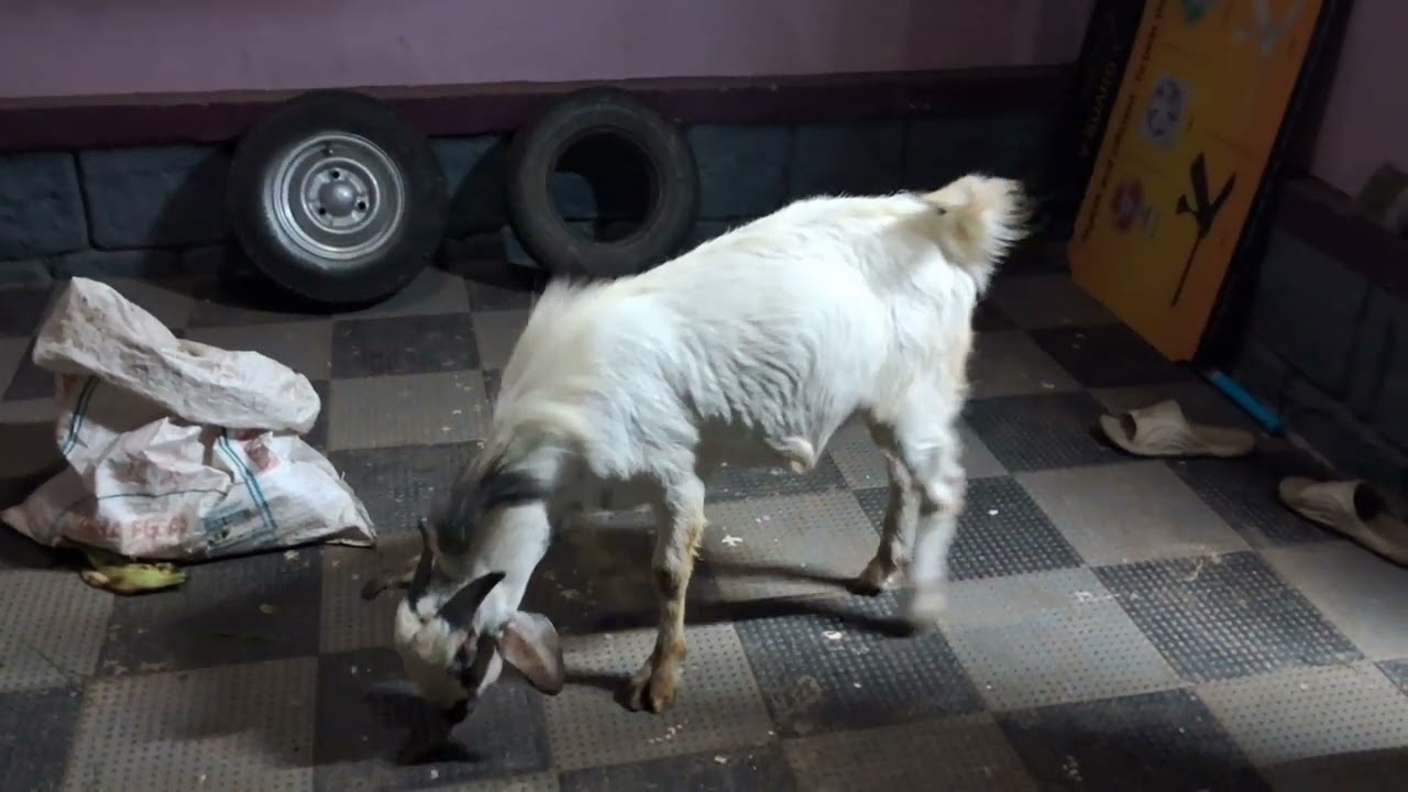 അപ്പുക്കുട്ടന്‍ യാത്രയായി 