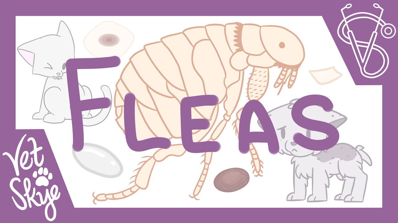 Fleas of Cats and Dogs - Part 1