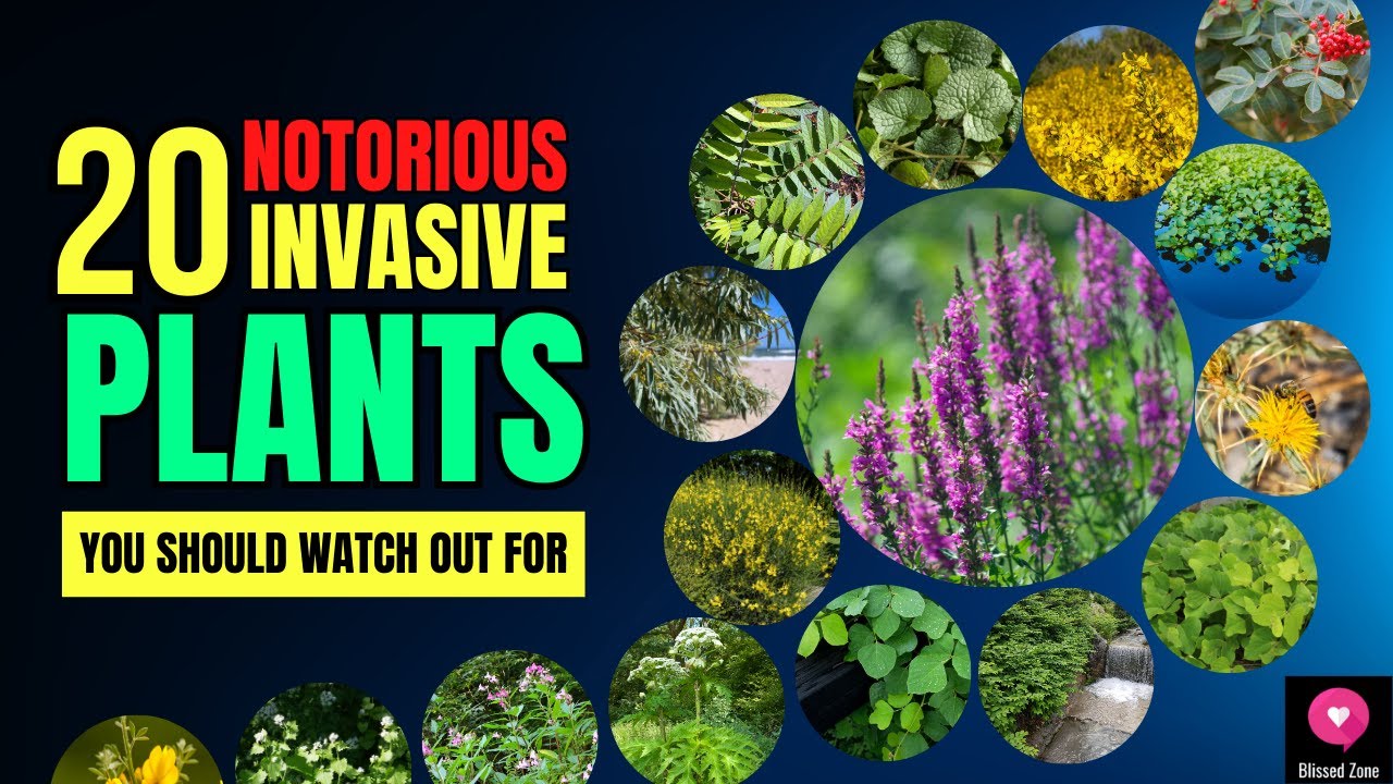 20 Notorious Invasive Plants You Should Watch Out For | Blissed Zone