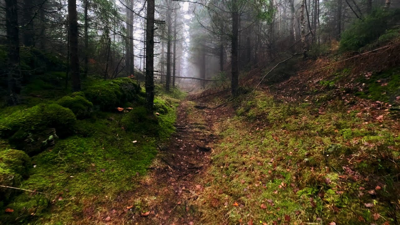 Walk in the forest | Gopro Hero 11 Black