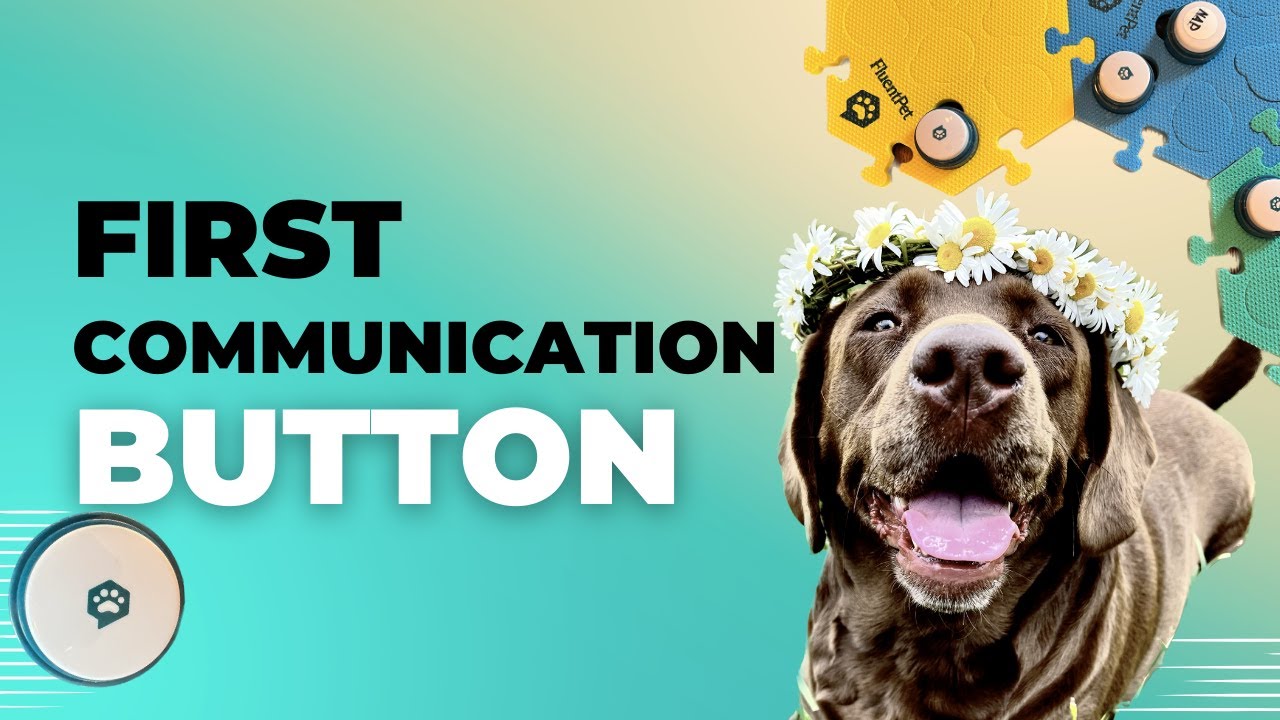 Teaching Your DOG Their FIRST Communication Button