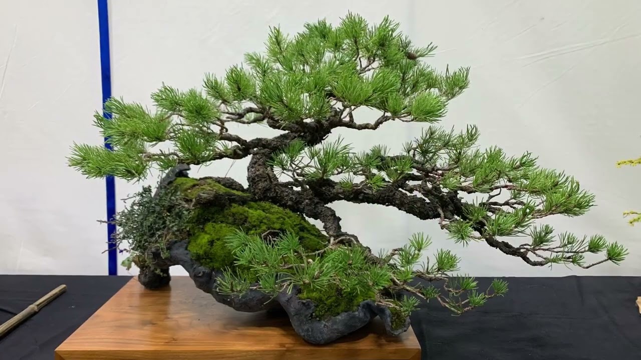 Superb Trees @The 14th Heathrow Bonsai Show 2025