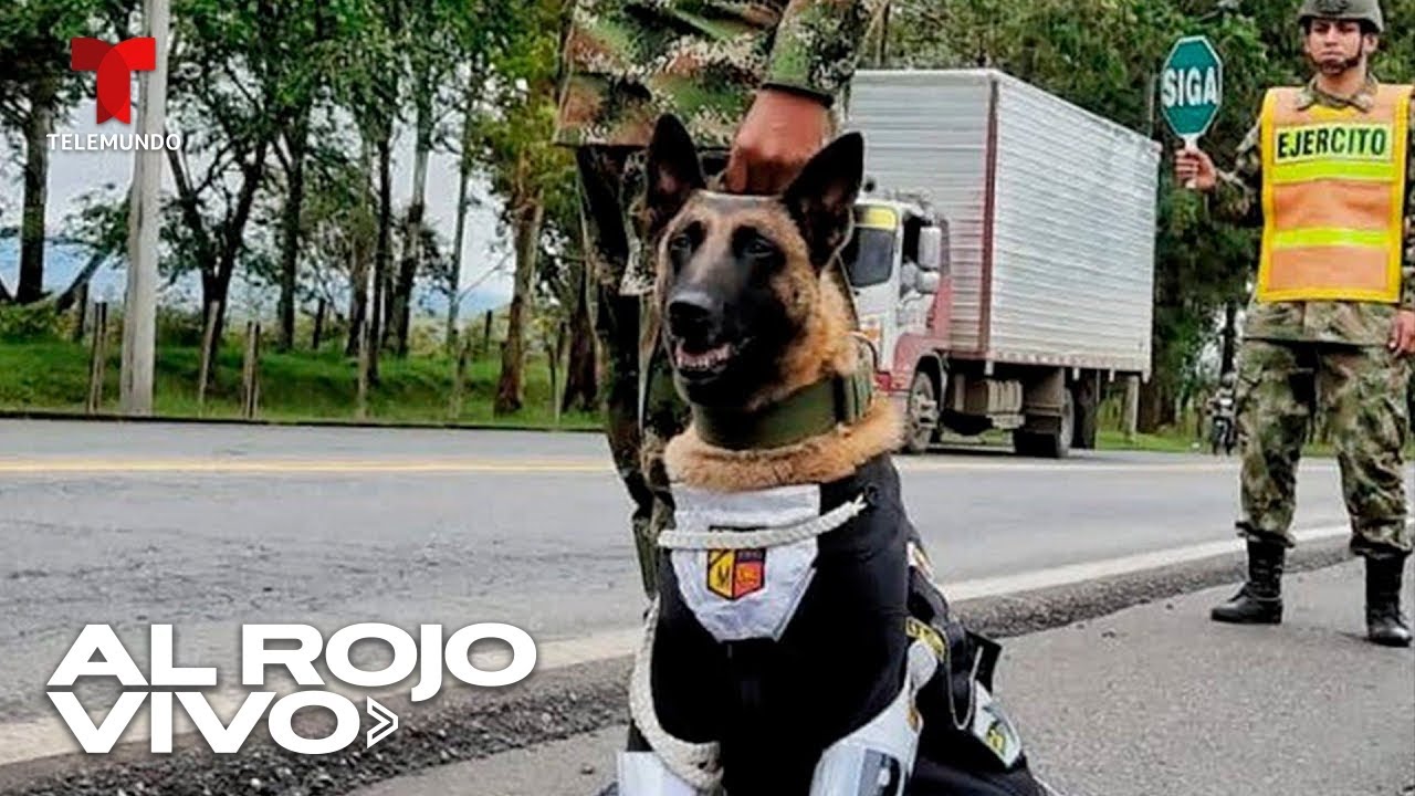 Así son entrenados los perros que salvan vidas y luchan contra el crimen en Colombia