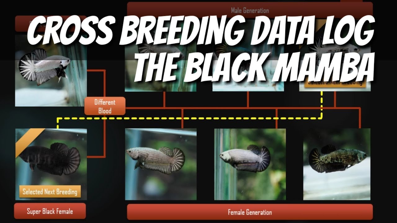 Betta Cross Breeding Black Mamba Data log for knowledge