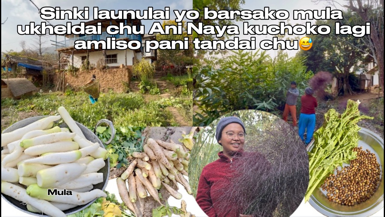 Sinki launulai yo barsako mula ukheldai chu hai ani kuchoko laagi amliso tipeko