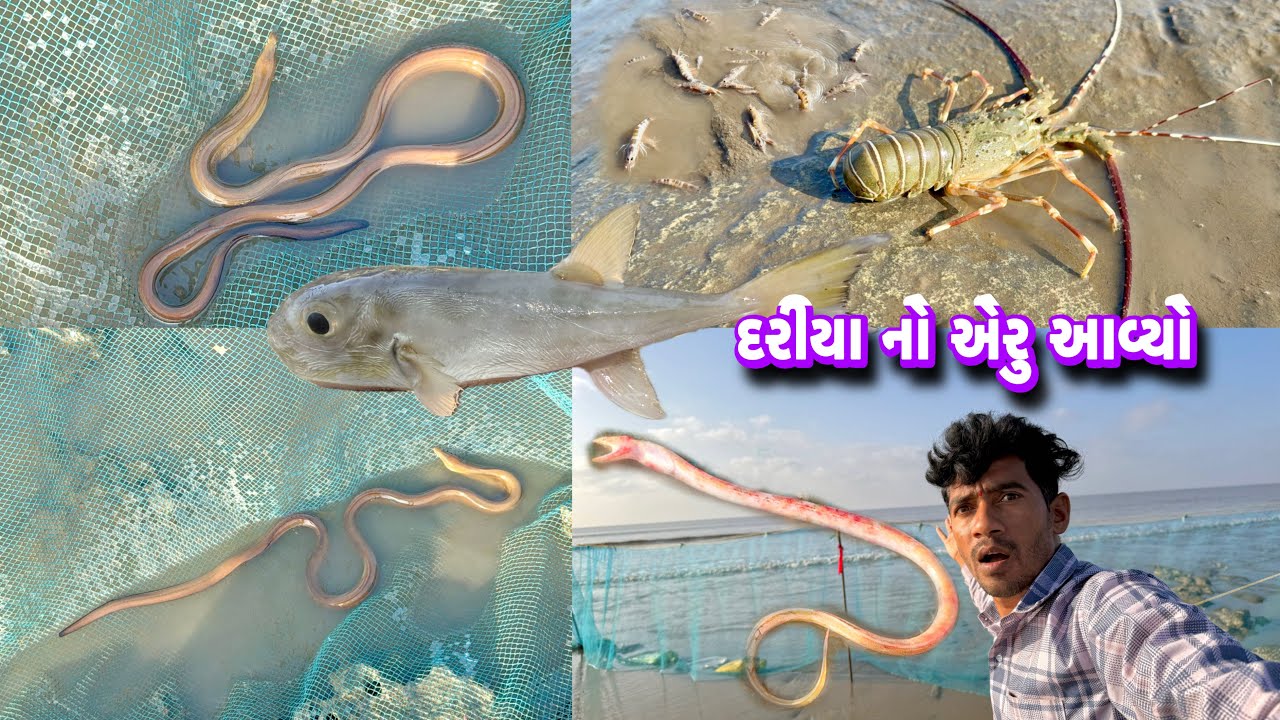 પહેલીવાર પાંચ ફુટ નો સાપ દરીયા મા આવ્યો 🐍jinga nu jund avyu 🍤 dariyai khedut