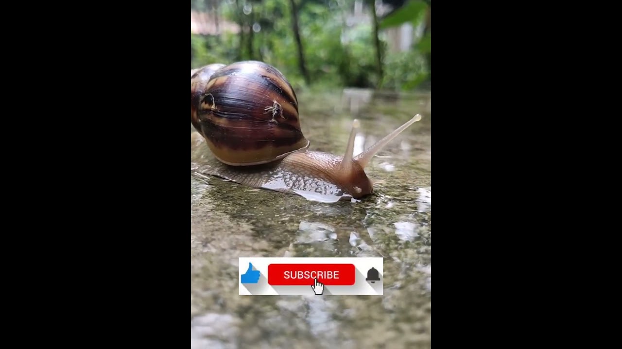 Achatina fulica (African land snail)