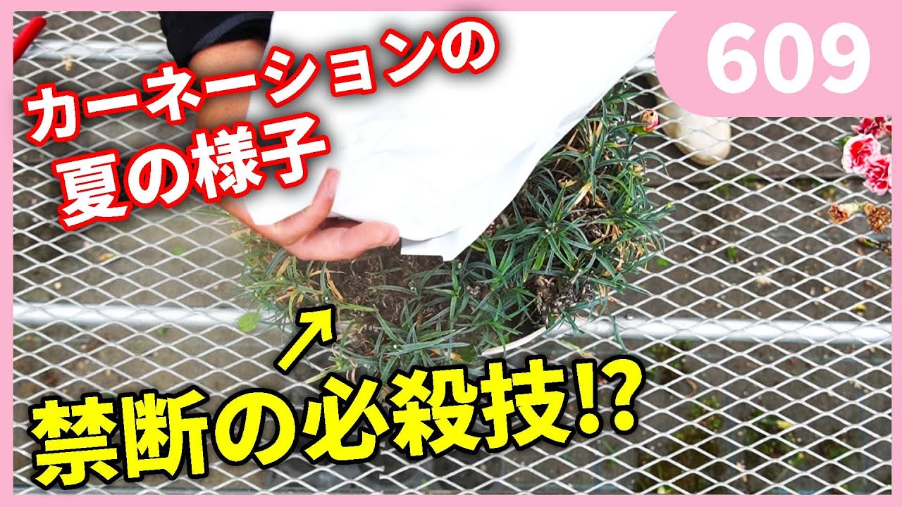 母の日もらったカーネーションの管理の仕方 ｂｙ園芸チャンネル 609 園芸 ガーデニング 初心者