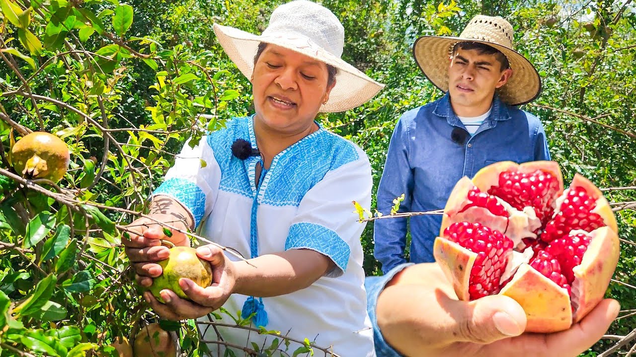 Un Día Cosechando Frutas GIGANTES - cultivo de Granadas 