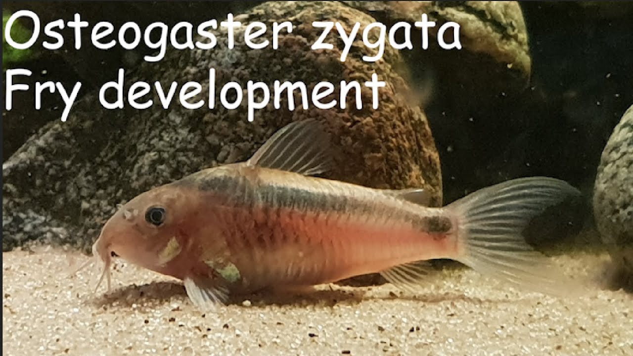 Osteogaster zygata fry development