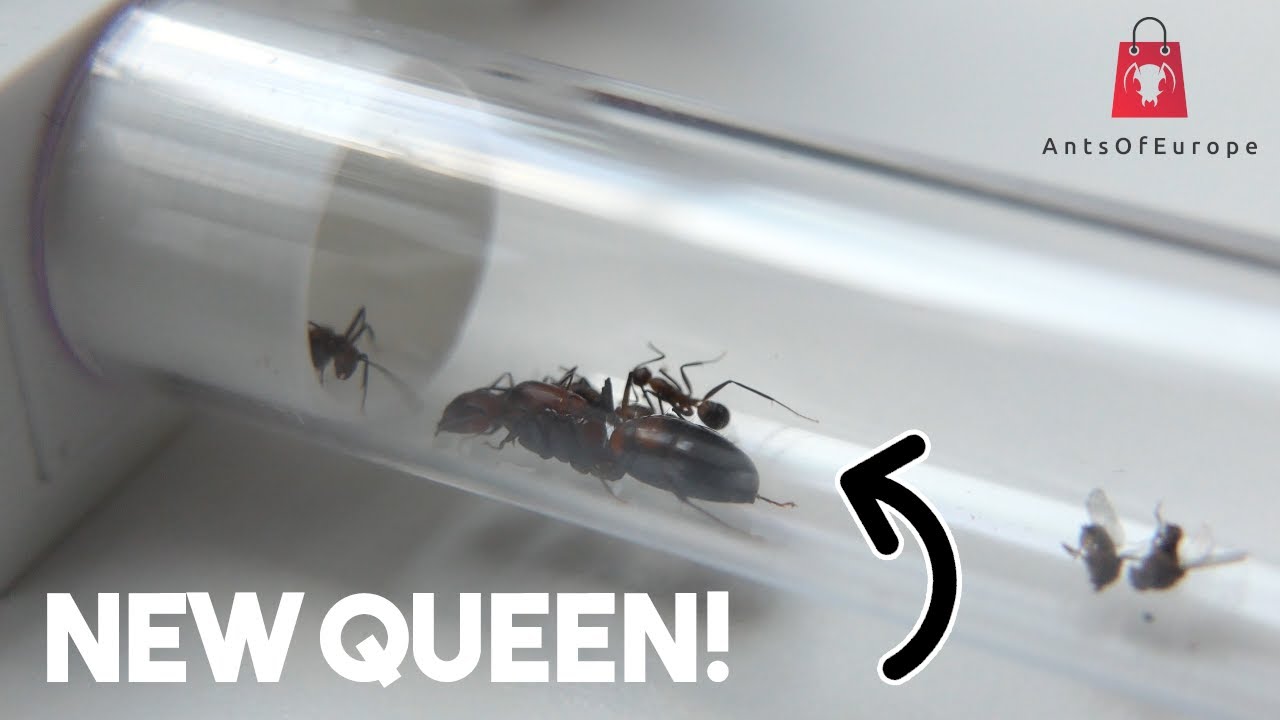 NEW Camponotus Nicobarensis Colony! | PLUS Two New Nests Sponsored By AntsOfEurope