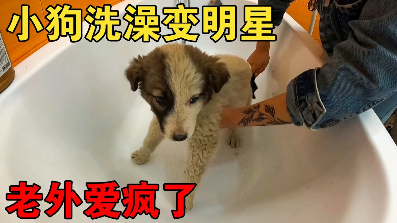 流浪小狗洗澡变明星，每个老外都爱疯了，自驾小伙苦等八小时值了【大橙子开车闯地球】