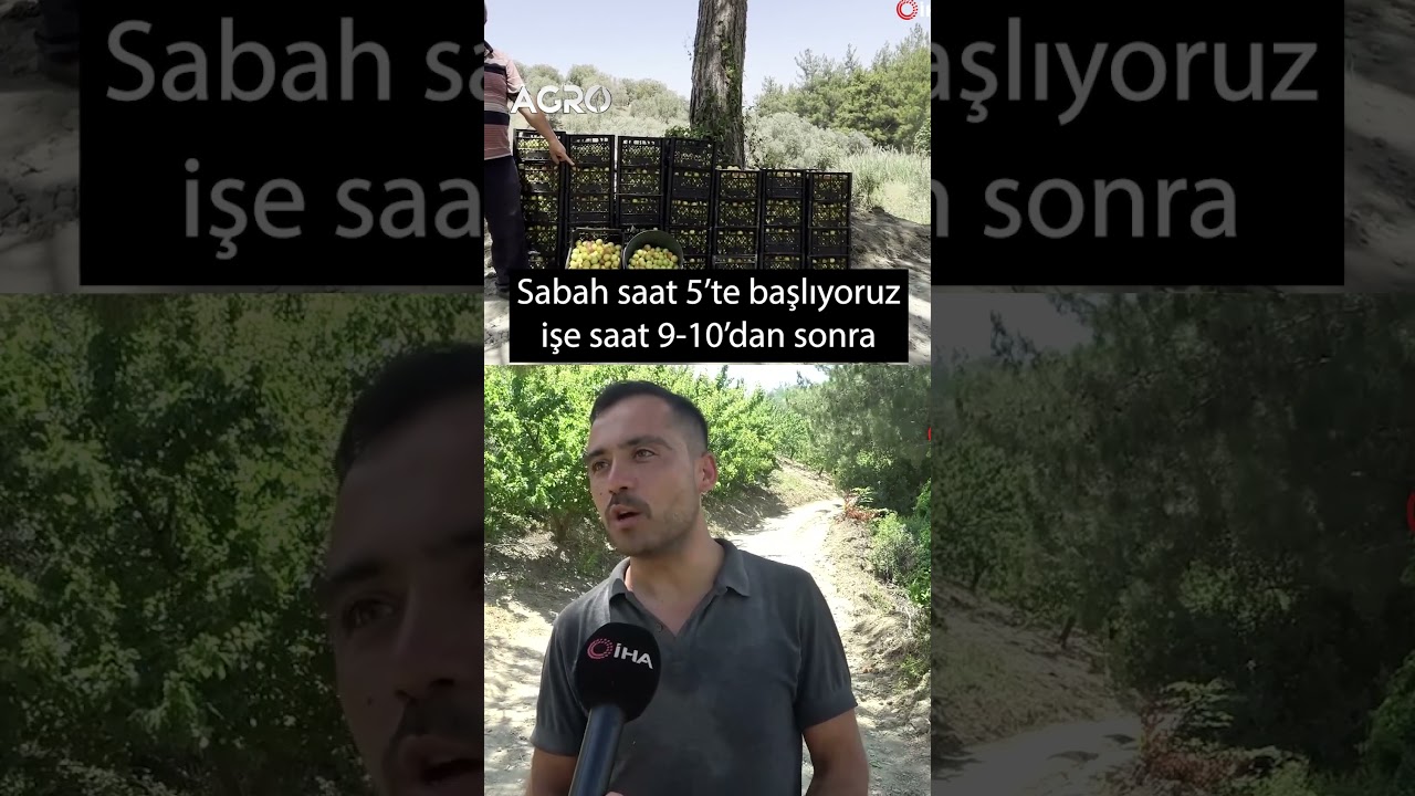 1 Ağaçtan 1 Ton Verim! Kavurucu Sıcakta Kayısı Hasadı #shorts
