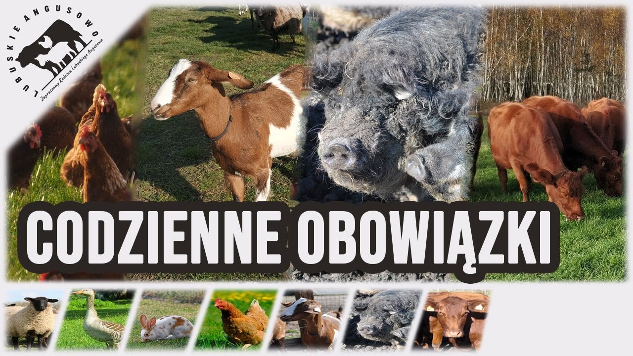 Lubuskie Angusowo - S1 E25 - O tym jak my tą nasza farmę obsługujemy. Nasze codzienne obowiązki