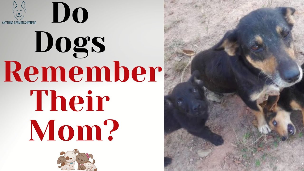 Do Dogs Remember Their Moms? (Even After Years)